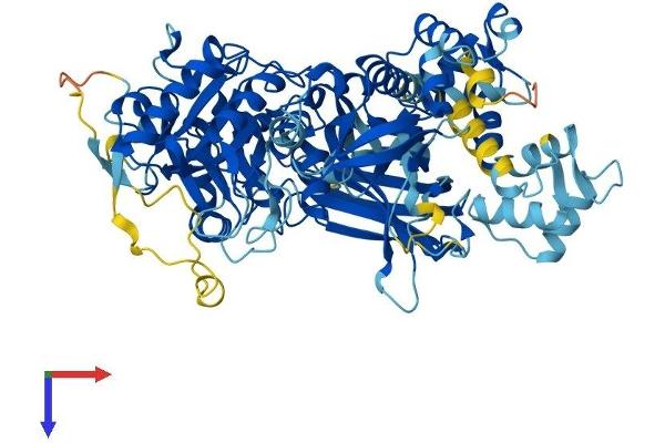 PLCD1 Protein (AA 1-756) (His tag)