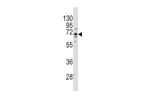 Western blot analysis of anti-FZD1 Antibody (center) (ABIN389236 and ABIN2839386) in Hela cell line lysates (35 μg/lane). (FZD1 Antikörper  (AA 367-396))