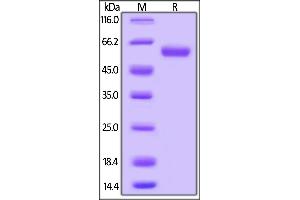 Rhesus macaque LAIR-1, Mouse IgG2a Fc Tag on  under reducing (R) condition. (LAIR1 Protein (AA 22-165) (Fc Tag))