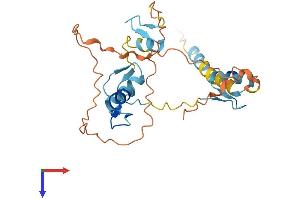 OVOL1 Protein (AA 1-267) (His tag)