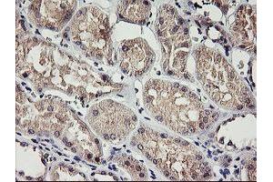 Immunohistochemical staining of paraffin-embedded Human Kidney tissue using anti-RAMP2 mouse monoclonal antibody. (RAMP2 Antikörper)