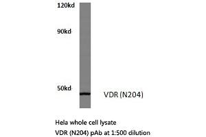 Western blot (WB) analysis of VDR antibody in extracts from Hela cells.