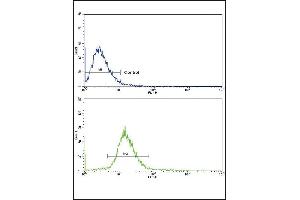 Flow cytometric analysis of NCI- cells using VTN Antibody (C-term)(bottom histogram) compared to a negative control cell (top histogram).