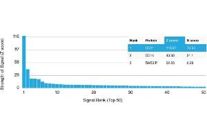 Analysis of Protein Array containing more than 19,000 full-length human proteins using CD21 Mouse Monoclonal Antibody (CR2/1952) Z- and S- Score: The Z-score represents the strength of a signal that a monoclonal antibody (MAb) (in combination with a fluorescently-tagged anti-IgG secondary antibody) produces when binding to a particular protein on the HuProtTM array. (CD21 Antikörper  (AA 44-196))