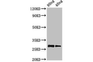 Western Blot Positive WB detected in Recombinant protein All lanes: PRL antibody at 2. (Prolactin Antikörper  (AA 31-229))