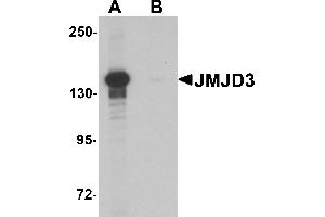 Western blot analysis of JMJD3 in K562 cell lysate with JMJD3 antibody at 0. (Kdm6b Antikörper  (N-Term))