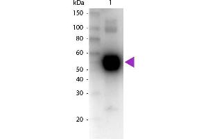Western Blot of Biotin Conjugated Goat Anti-Rat IgA (Alpha chain) Secondary Antibody. (Ziege anti-Ratte IgA (Heavy Chain) Antikörper (Biotin) - Preadsorbed)