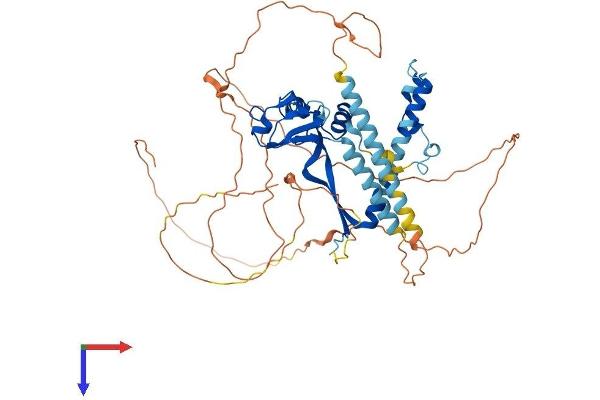 CSRNP2 Protein (AA 1-534) (His tag)