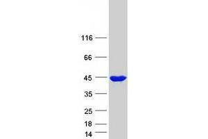 Western Blotting (WB) image for Endophilin-A3 (SH3GL3) (Transcript Variant 1) protein (Myc-DYKDDDDK Tag) (ABIN2720173)