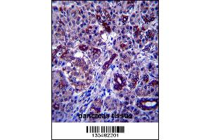 PPP1R3F Antibody immunohistochemistry analysis in formalin fixed and paraffin embedded human pancreas tissue followed by peroxidase conjugation of the secondary antibody and DAB staining. (PPP1R3F Antikörper  (C-Term))