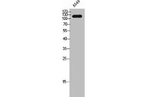 Western Blot analysis of A549 cells using SFRS14 Polyclonal Antibody