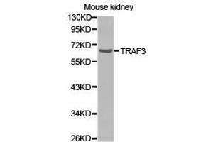 Western Blotting (WB) image for anti-TNF Receptor-Associated Factor 3 (TRAF3) antibody (ABIN1875193) (TRAF3 Antikörper)