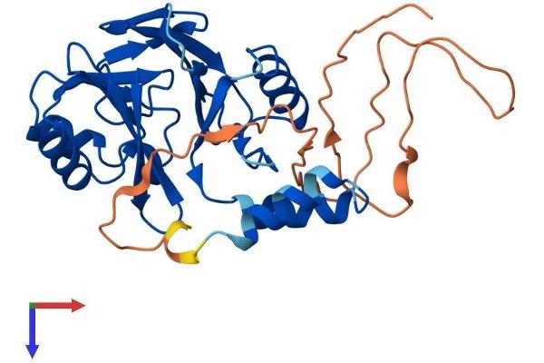 HAGHL Protein (AA 1-290) (His tag)
