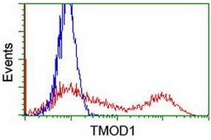 HEK293T cells transfected with either RC201134 overexpress plasmid (Red) or empty vector control plasmid (Blue) were immunostained by anti-TMOD1 antibody (ABIN2454777), and then analyzed by flow cytometry. (Tropomodulin 1 Antikörper)