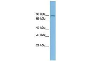 Image no. 1 for anti-ArfGAP with GTPase Domain, Ankyrin Repeat and PH Domain 2 (AGAP2) (AA 719-768) antibody (ABIN6744970)