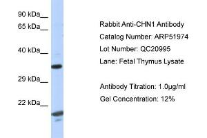 Western Blotting (WB) image for anti-rho GTPase Activating Protein 2 (ARHGAP2) (C-Term) antibody (ABIN2784719)
