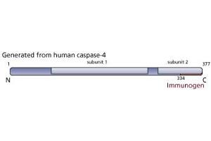 Image no. 1 for anti-Caspase 4, Apoptosis-Related Cysteine Peptidase (CASP4) antibody (ABIN967534) (Caspase 4 Antikörper)