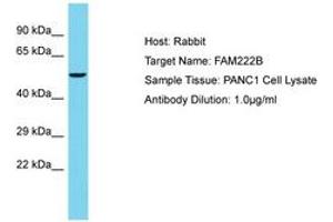 Image no. 1 for anti-Family with Sequence Similarity 222, Member B (FAM222B) (AA 435-484) antibody (ABIN6750640) (FAM222B Antikörper  (AA 435-484))