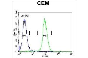 LIPC Antibody (N-term) (ABIN655196 and ABIN2844812) flow cytometric analysis of CEM cells (right histogram) compared to a negative control cell (left histogram).
