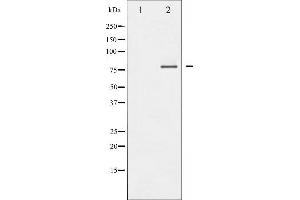 Western blot analysis of FOXO1/3/4-pan phosphorylation expression in Serum treated 293 whole cell lysates,The lane on the left is treated with the antigen-specific peptide. (FOXO1/3/4-pan Antikörper  (pThr24, pThr32))