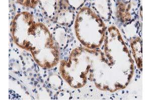 Immunohistochemical staining of paraffin-embedded Human Kidney tissue using anti-DNAJA2 mouse monoclonal antibody. (DNAJA2 Antikörper)
