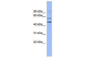 LMF1 antibody used at 1 ug/ml to detect target protein. (LMF1 Antikörper  (N-Term))