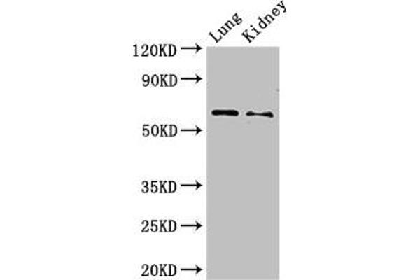 PLBD2 antibody  (AA 36-585)