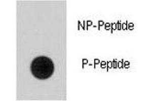 Dot blot analysis of phospho-EGFR antibody.