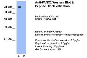 Host:  Rabbit  Target Name:  PANX2  Sample Type:  HepG2  Lane A:  Primary Antibody  Lane B:  Primary Antibody + Blocking Peptide  Primary Antibody Concentration:  2. (Pannexin 2 Antikörper  (N-Term))