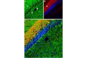 Expression of Noradrenaline transporter (NET) in rat hippocampal dentate gyrusImmunohistochemical staining of immersion-fixed, free floating rat brain frozen sections using Anti-Noradrenaline Transporter (NET) (extracellular) Antibody (ABIN7581983), (1:200).