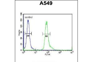 Flow cytometric analysis of A549 cells (right histogram) compared to a negative control cell (left histogram). (FAM46D Antikörper  (AA 210-239))