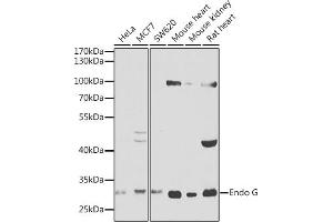 Western blot analysis of extracts of various cell lines, using Endo G antibody (ABIN1679714, ABIN3015249, ABIN3015251 and ABIN6213901) at 1:1000 dilution. (Endonuclease G Antikörper  (AA 49-297))