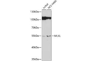 Western blot analysis of extracts of various cell lines, using MLKL antibody (ABIN6130557, ABIN6143881, ABIN6143885 and ABIN6217453) at 1:1000 dilution. (MLKL Antikörper)