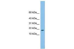 FAM19A4 antibody used at 1 ug/ml to detect target protein. (FAM19A4 Antikörper  (Middle Region))