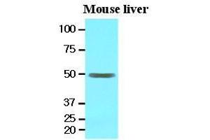The extracts of mouse liver (30 ug) were resolved by SDS-PAGE, transferred to nitrocellulose membrane and probed with anti-human EPHX1 (1:1000). (EPHX1 Antikörper  (AA 21-455))