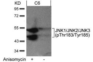 Western blot analysis of extracts from C6 cells untreated or treated with anisomycin using JNK1/JNK2/JNK3(phospho-Thr183/Tyr185) Antibody. (MAPK8/MAPK9/MAPK1 (pThr183), (pTyr185) Antikörper)