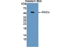 Western blot analysis of recombinant Human PGK1. (PGK1 Antikörper  (AA 2-417))