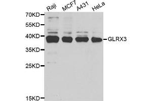 Western Blotting (WB) image for anti-Glutaredoxin 3 (GLRX3) antibody (ABIN1980259)