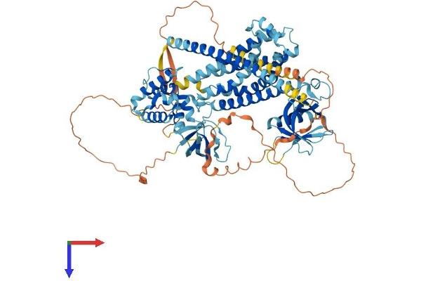 ARHGEF6 Protein (AA 1-771) (His tag)