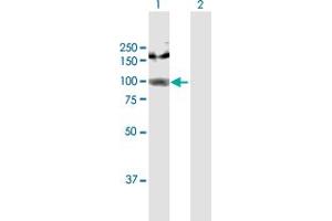 Western Blot analysis of AGGF1 expression in transfected 293T cell line by AGGF1 MaxPab polyclonal antibody.