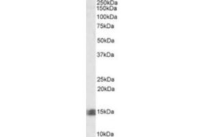 Western Blotting (WB) image for anti-Caspase Recruitment Domain Family, Member 17 (CARD17) (C-Term) antibody (ABIN2464380)