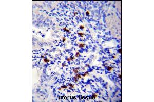 TNN Antibody (Center) (ABIN657541 and ABIN2846556) immunohistochemistry analysis in formalin fixed and paraffin embedded human uterus tissue followed by peroxidase conjugation of the secondary antibody and DAB staining. (Tenascin N Antikörper  (AA 587-615))