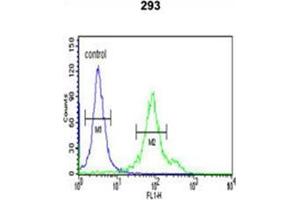 Flow cytometric analysis of 293 cells using CYP27B1 Antibody (C-term) Cat. (CYP27B1 Antikörper  (C-Term))