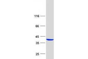 Validation with Western Blot (Pirin Protein (PIR) (Transcript Variant 1) (Myc-DYKDDDDK Tag))