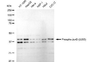 Western blotting analysis using Phospho-JunD (S255) antibody (ABIN7799144). (Rekombinanter JunD Antikörper  (pSer255))