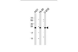 Lane 1: A431 Cell lysates, Lane 2: HL-60 Cell lysates, Lane 3: U-2OS Cell lysates, probed with RAB5C (1616CT314. (Rab5c Antikörper)