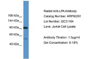 WB Suggested Anti-LPA  Antibody Titration: 0. (LPA Antikörper  (Middle Region))