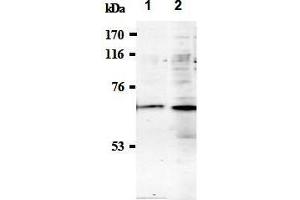 Western Blotting (WB) image for anti-Synaptotagmin I (SYT1) (AA 1-20), (N-Term) antibody (ABIN1449190) (SYT1 Antikörper  (N-Term))