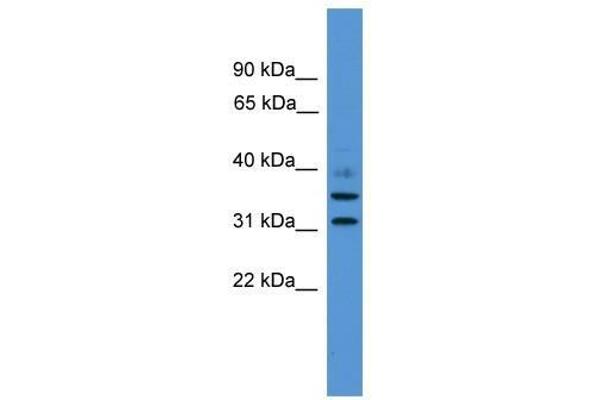 GIMAP6 Antikörper  (C-Term)