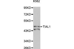 Western Blotting (WB) image for anti-TIA1 Cytotoxic Granule-Associated RNA Binding Protein-Like 1 (TIAL1) antibody (ABIN1877102)